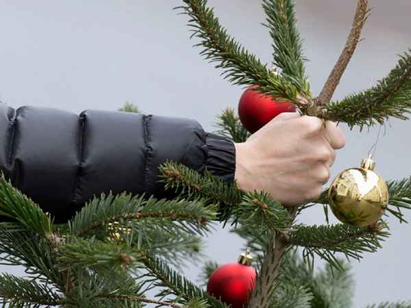 Как можно использовать в хозяйстве отслужившую новогоднюю ёлку?