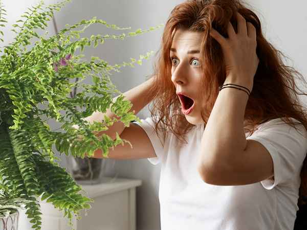 У подруги пропадают все комнатные цветы: плохая энергетика или кривые руки