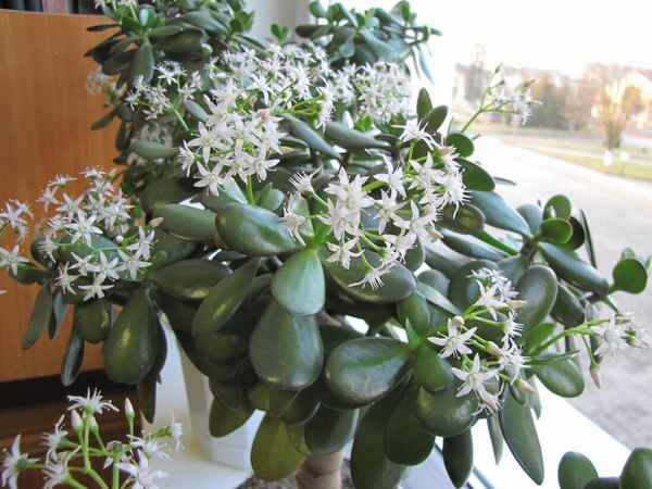 Зацвело денежное дерево: можно радоваться или начинать паниковать