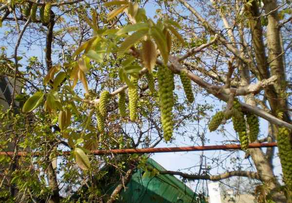 Сосед требует, чтобы мы спилили свой Царь-орех, который растет на нашем участке: он прав или придирается