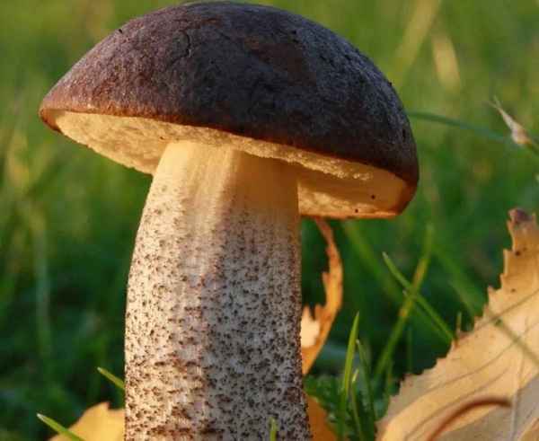 Подберёзовик