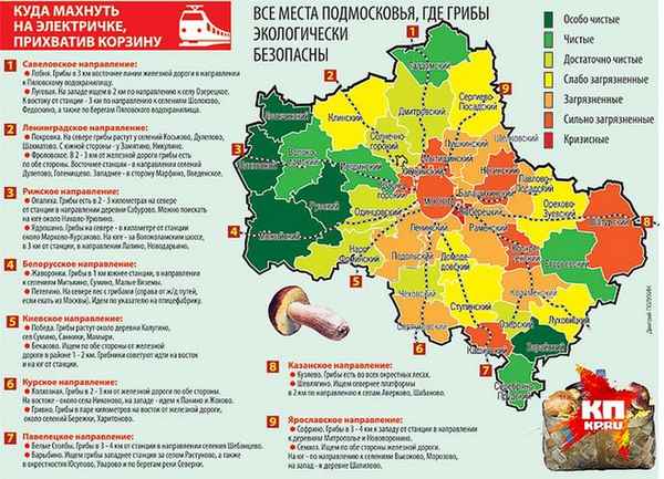 Места роста лисичек в Подмосковье