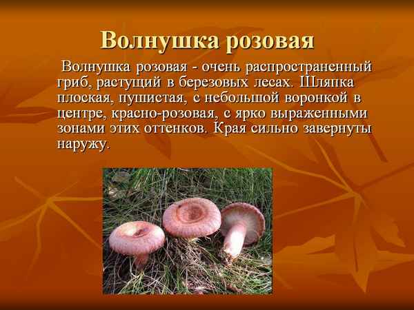 Описание грибов волнушки и особенности применения, можно ли их есть