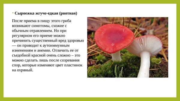 Описание сыроежки жгучеедкой