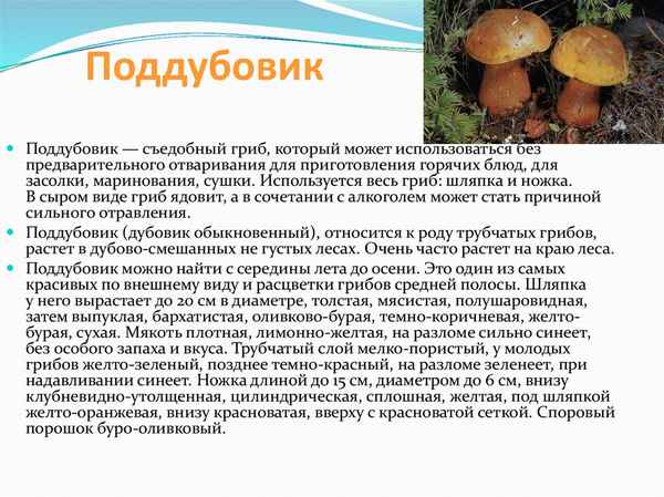 Описание гриба поддубовика, особенности применения в кулинарии и медицине