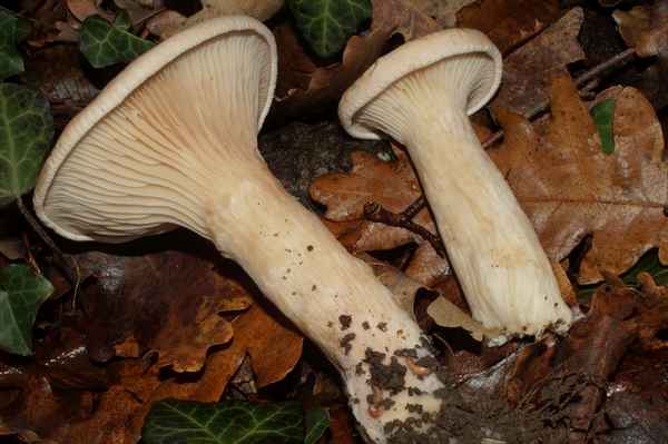 Описание и особенности применения гриба говорушка подогнутая