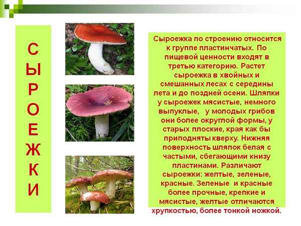 Грибы сыроежки: описание и фото, где и когда растут, польза и противопоказания
