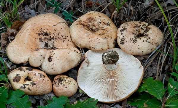 Дубовый груздь