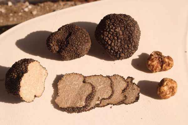 Что такое трюфели и как их искать