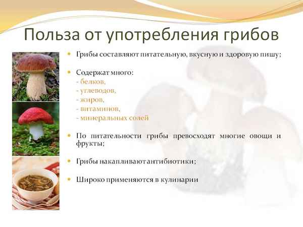 Описание гриба горькушка, особенности применения, польза и вред грибов