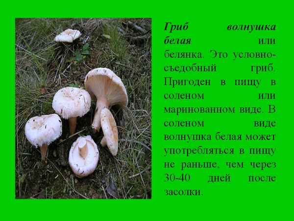 Описание грибов белянки и особенности их применения