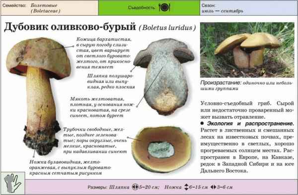 Дубовик оливково-бурый: внешний вид и строение, токсичность