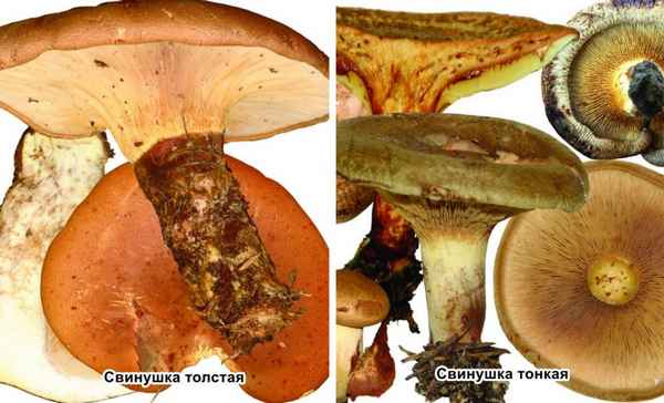 Как выглядит свинушка толстая и как её отличить