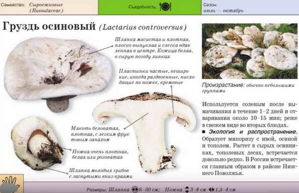 Грузди ложные и съедобные: главные отличия