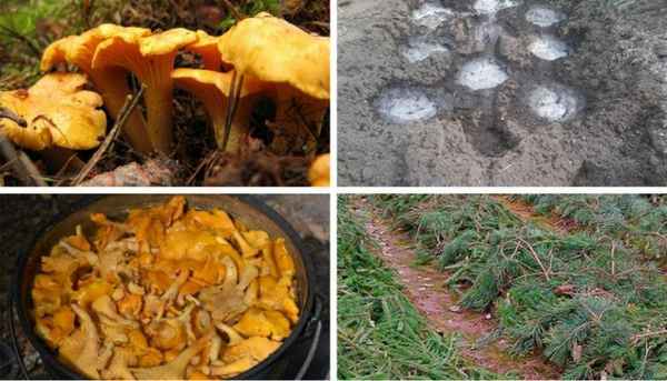 Можно ли вырастить лисички на участке