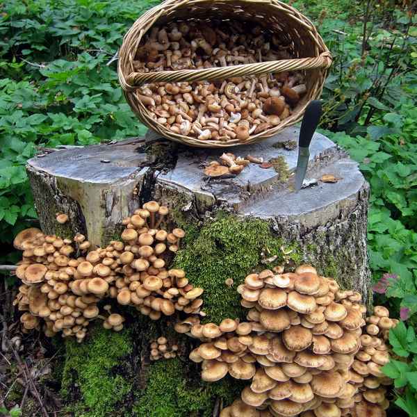 Как растут грибы опята в лесу