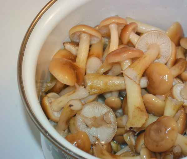 Сколько нужно варить опята перед жаркой и заморозкой