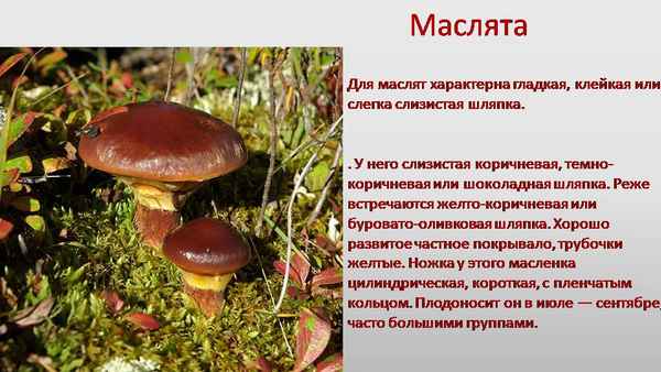 Грибы-маслята: особенности, польза и вред