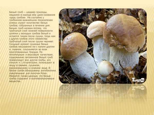 Описание и свойства степного белого гриба