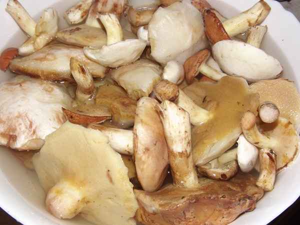 Рекомендации по варке маслят