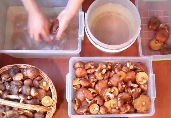 Способы сушки маслят