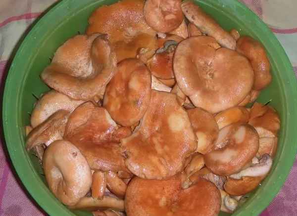 Сколько минут варить рыжики