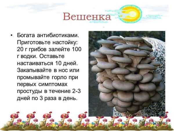 В какое время года и как искать вешенки, полезные свойства