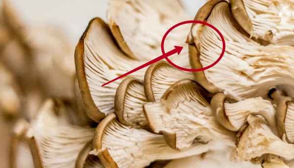 Возможно ли отравление вёшенками