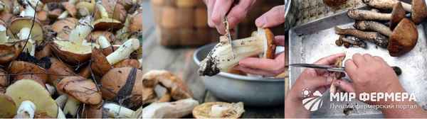 Белые грибы: первичная чистка в лесу, правильная обработка перед приготовлением