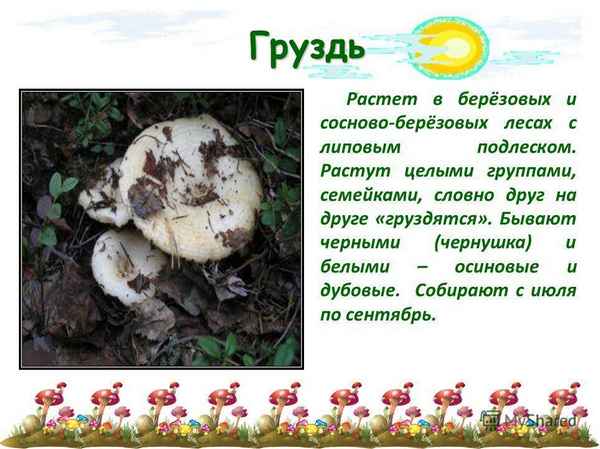 Грибы грузди, где и в каких местах растут, как и когда собирать