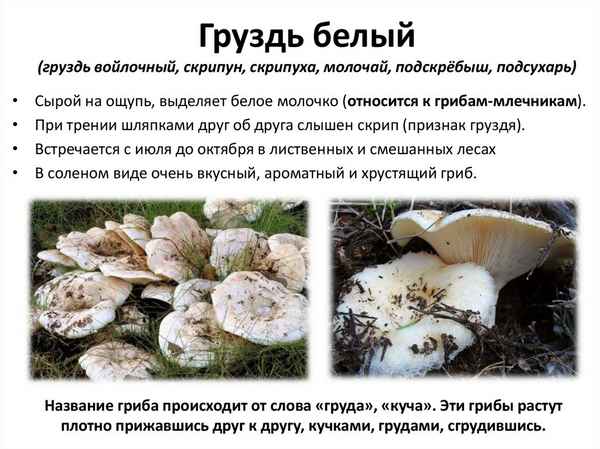 Как отличить белого груздя от скрипицы и подгруздка