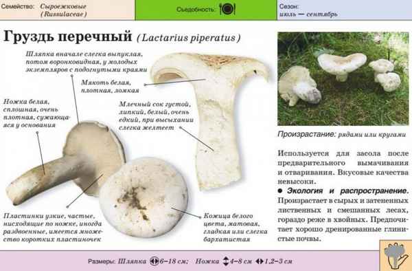 Груздь сухой — фото и описание, ядовитые двойники, свойства груздя