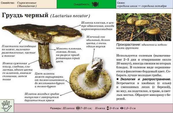 Жёлтый Груздь, где и когда растёт, как правильно собирать, свойства, возможный вред