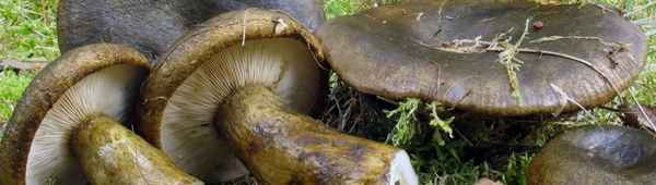 Гриб чёрный груздь: ботаническое описание, польза и вред