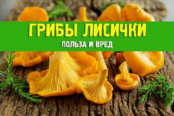 Польза и вред лисичек