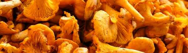 Съедобны ли лисички в сыром виде