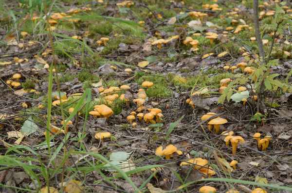 За сколько дней растут лисички в лесу и после дождя