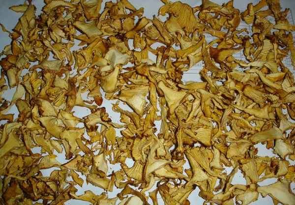 Как засушить лисички в домашних условиях