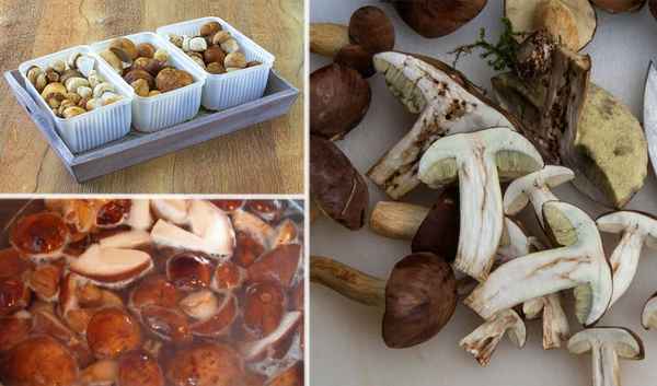 Хранение белых грибов: способы и сроки