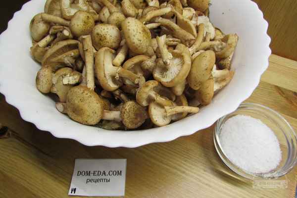 Грибы опята: калорийность, польза и вред