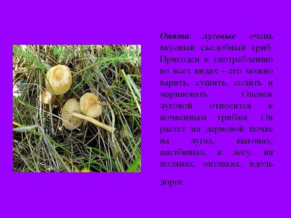 Свойства и описание луговых опят