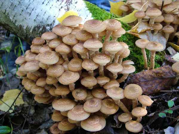 Осенние опята: когда растут, как найти, как стимулировать рост