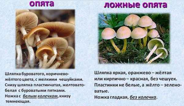 Опята съедобные и ложные: в чём разница