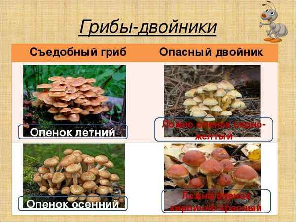 Ядовитые двойники летнего опёнка