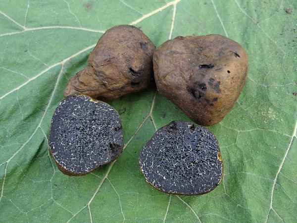 Как выглядят ложные трюфели