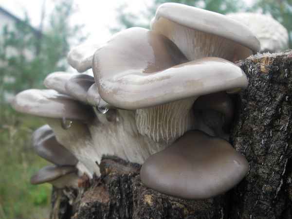 Вёшенки и их двойники в лесу, есть ли ядовитые вёшенки, как выявить настоящие