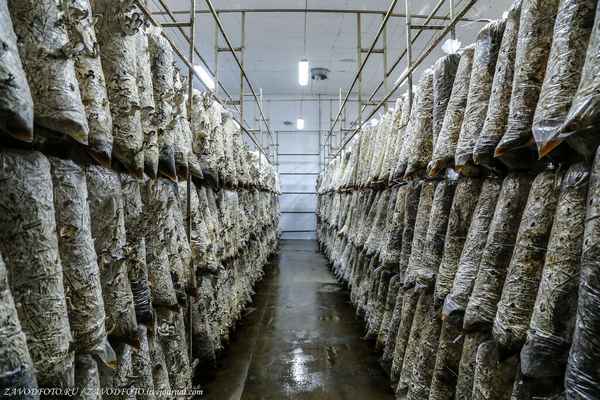 Технология выращивания вёшенок в промышленных целях