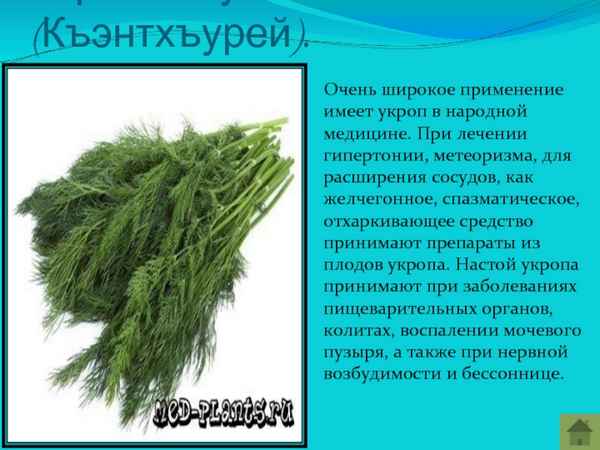 Лечебные свойства и применение укропа в народной медицине