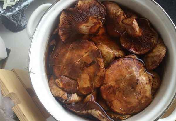 Как чистить свинушки перед приготовлением