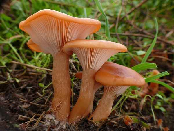 Описание и особенности применения гриба говорушка оранжевая